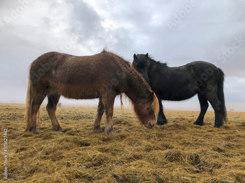 Icelandic horses feeding on a meadow in Iceland