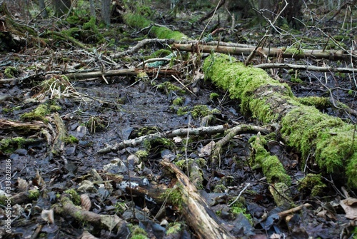 mossed trees in a dark forest