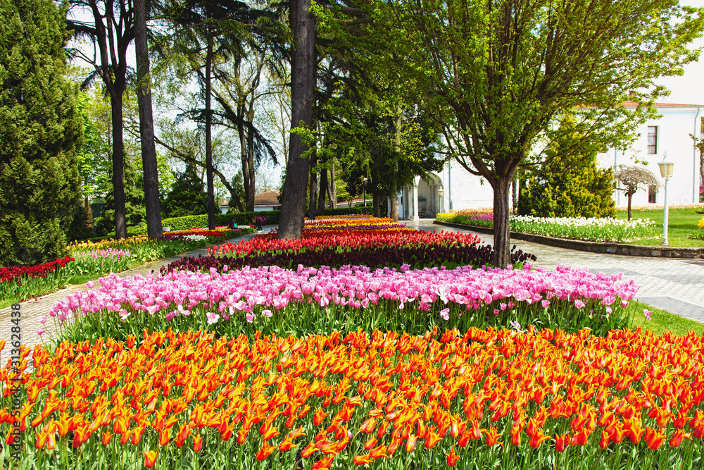 Flower beds in the tulip festival at Emirgan Park Flower beds in the tulip festival at Emirgan Park