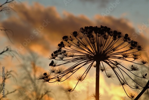 Fototapeta Naklejka Na Ścianę i Meble -  wild flower silhouette on sunset background