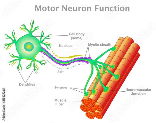Motor neuron function. Transmission of the nerve signal from the neuron to the muscle by neuromuscular junction. Connect the muscle fiber. Simple explanation. White background. Vector illustration