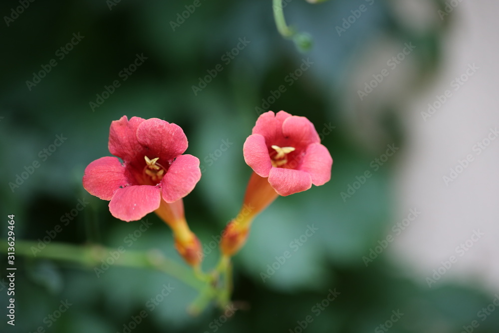 Kwiaty Milin amerykański, Campsis radicans, Bignonia radicans