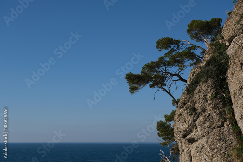 Gruppo di alberi a strapiombo sul mar ligure in una splendida e soleggiata giornata invernale