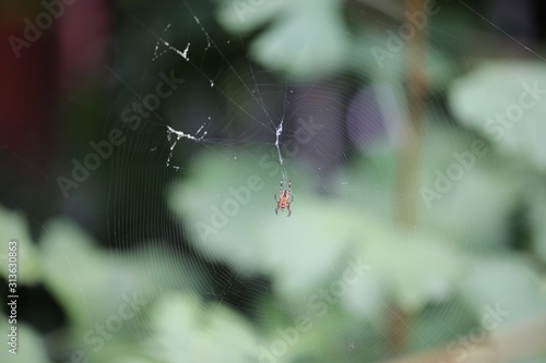 Pajęcza sieć z pająkiem