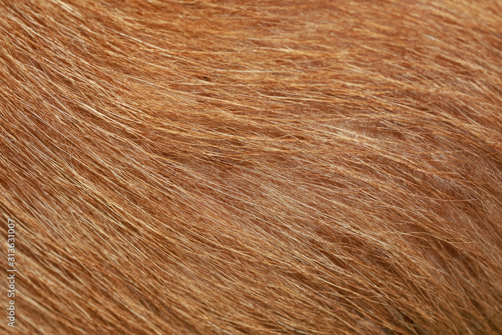 Fototapeta premium close up brown dog skin for texture and pattern.