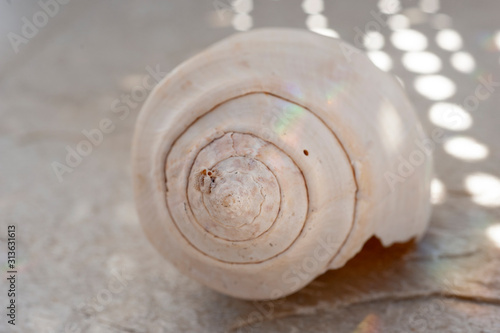 Seashell and Light. Natural object still life photography.