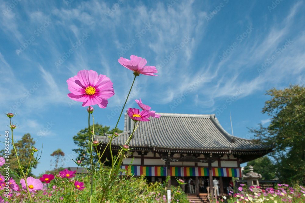 般若寺とコスモス Hannyaji with cosmos flower in NARA 般若寺とコスモス Hannyaji with cosmos flower in NARA