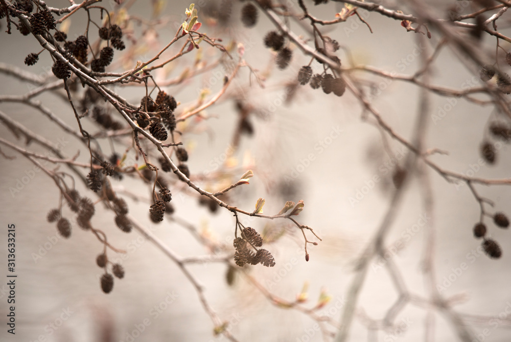 Spring, catkins, brown, cones