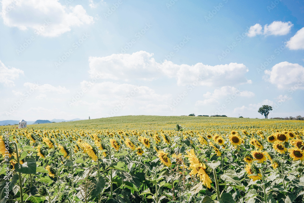 Beautiful Landscape of sunflowers blooming in the field with mountain range horizon  background with sunlight.