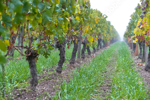 grapes in vineyard