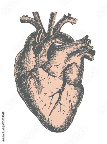 Hand drawn line art anatomic human heart