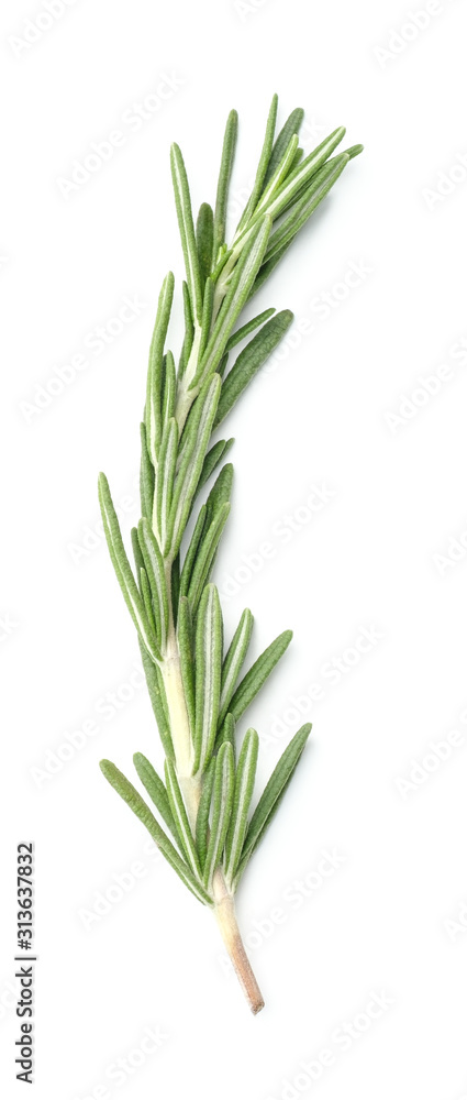 Rosemary isolated on white background Rosemary isolated on white background