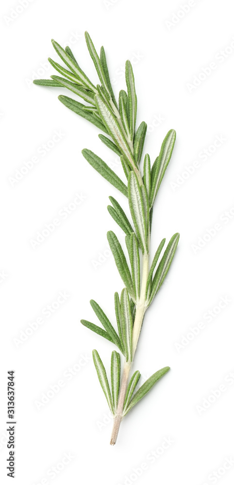 Fototapeta premium Rosemary isolated on white background