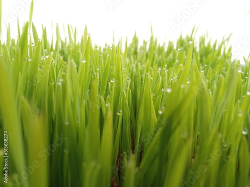 grass frost