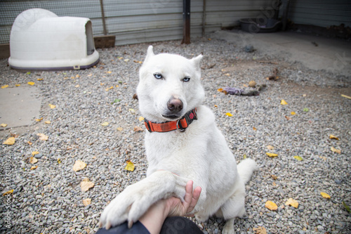 Chien dans un refuge prêt à l'adoption