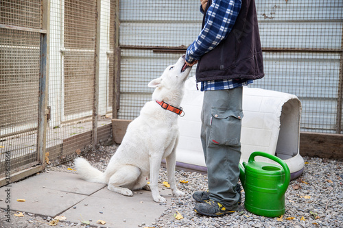 Chien dans un refuge prêt à l'adoption