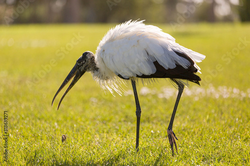 an american wood stork pacing on a meadow in Florida photo