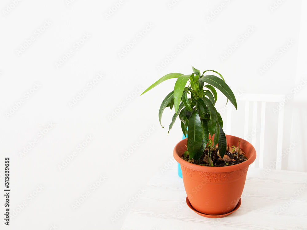 Green plant in a orange flowerpot on a wooden desk copy space