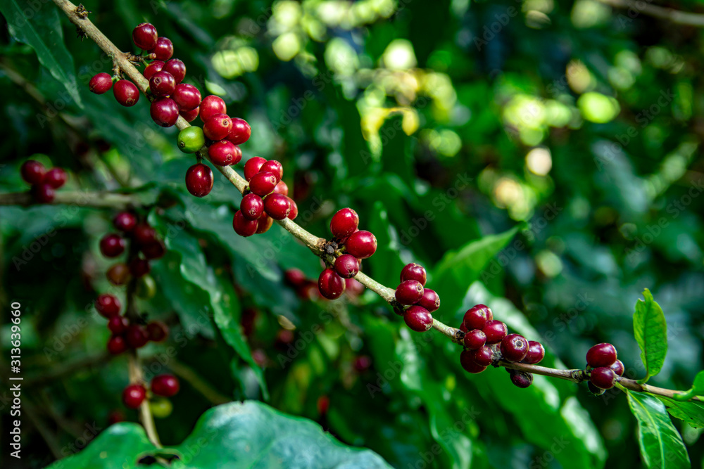 Obraz premium Coffee beans ripening on tree in North of thailand. fresh coffee cherry