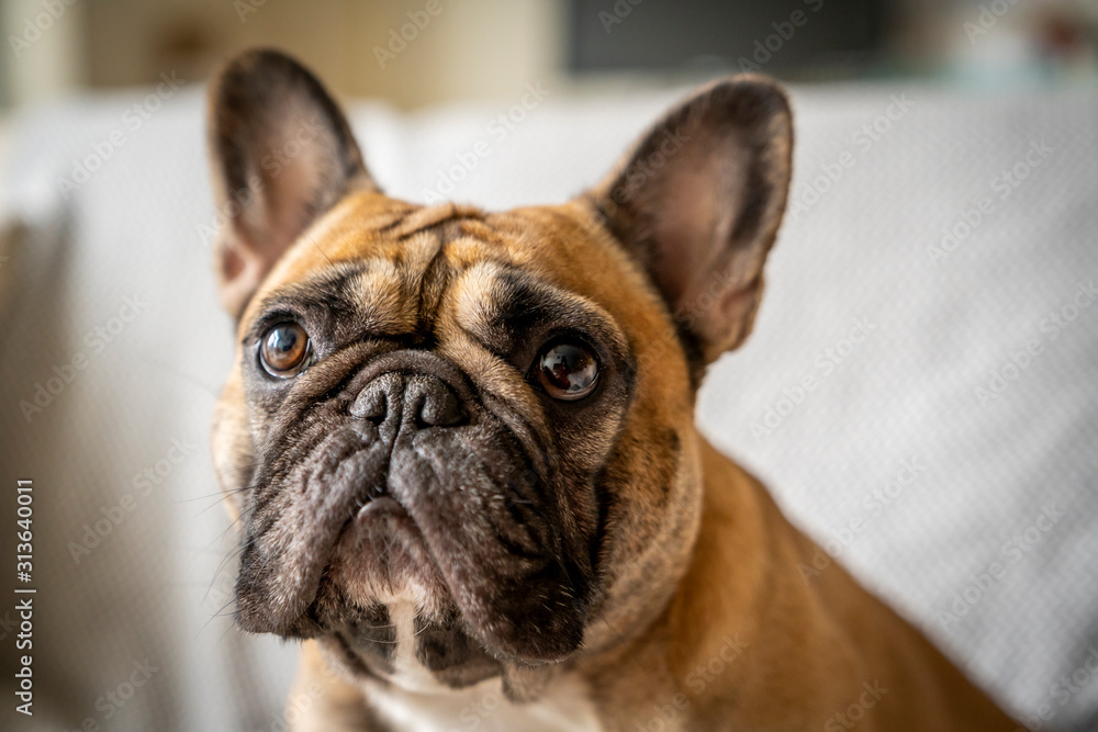portrait of French bulldog looking at camera