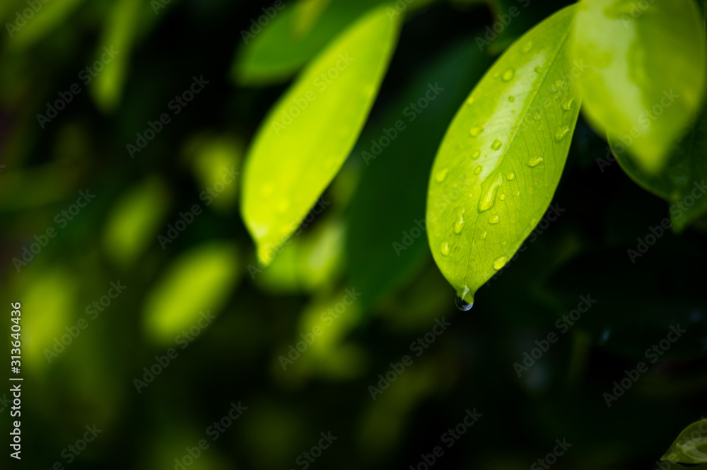 Green tea leaves, young shoots that are beautiful Green tea leaves, young shoots that are beautiful