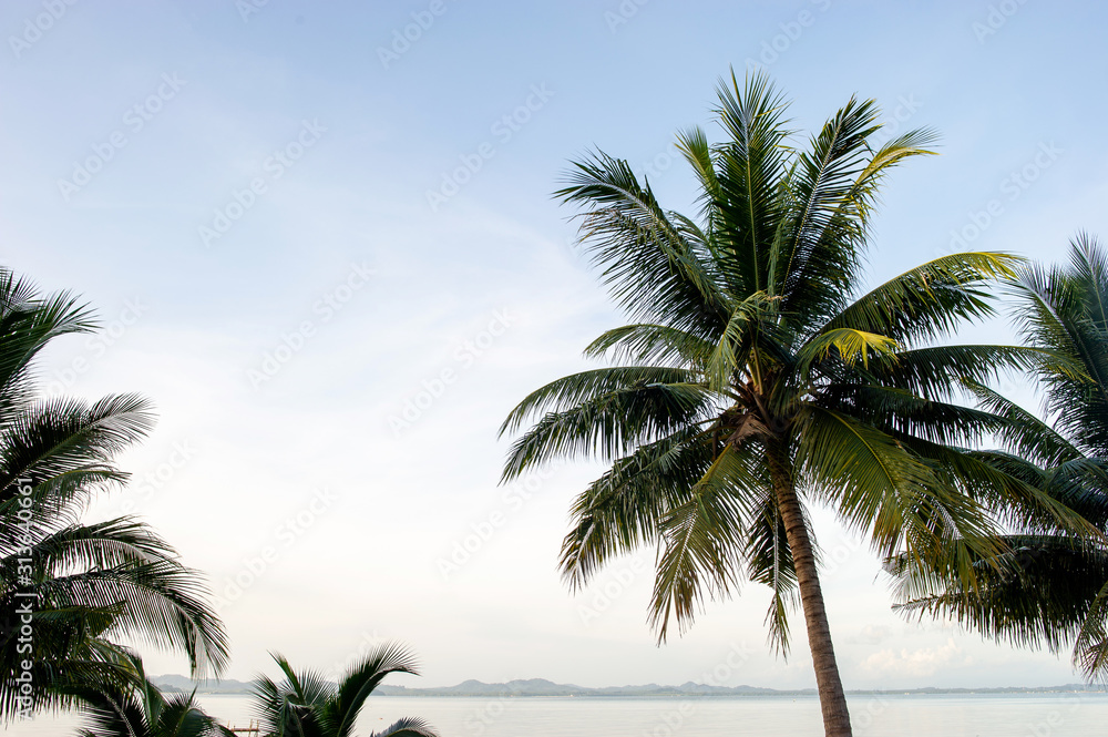 Coconut trees and sea, beautiful natural scenery Coconut trees and sea, beautiful natural scenery