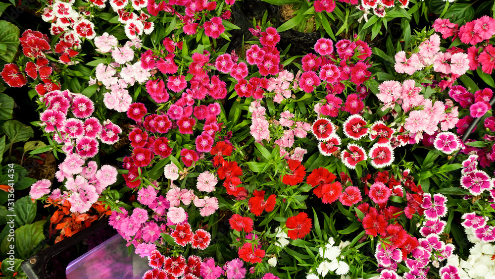 Multi Color flower background Soft Focus