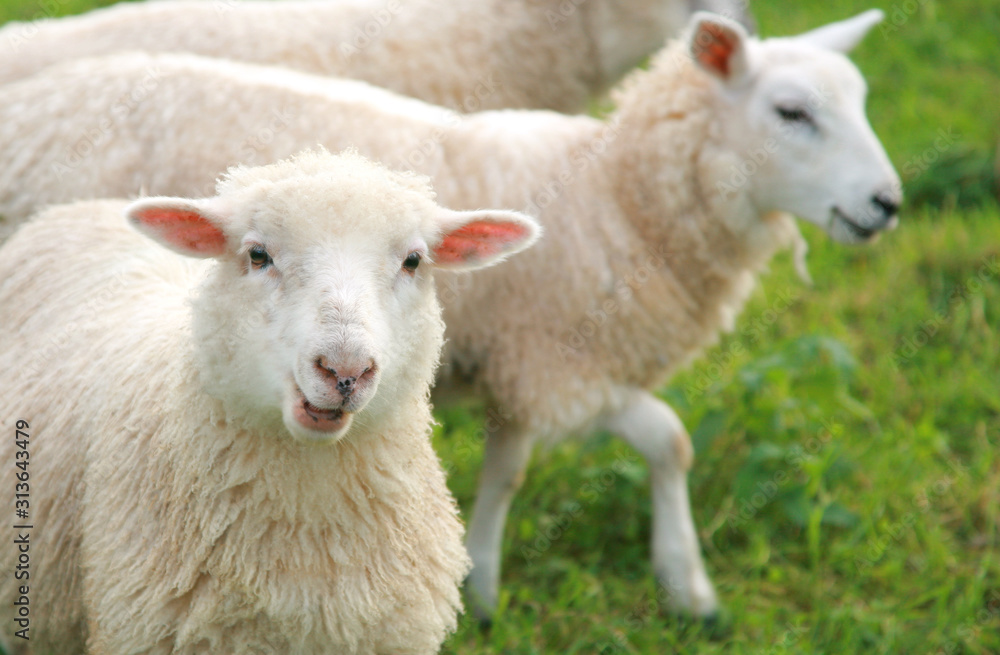 sheep looking at camera sheep looking at camera
