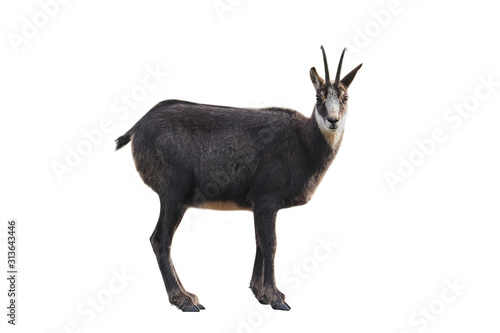 Chamois of the Alps  Rupicapra rupicapra   isolated on  white background