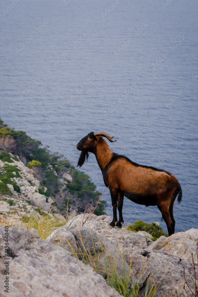Mountain goat at Cap de Formentor on the island of Mallorca Mountain goat at Cap de Formentor on the island of Mallorca