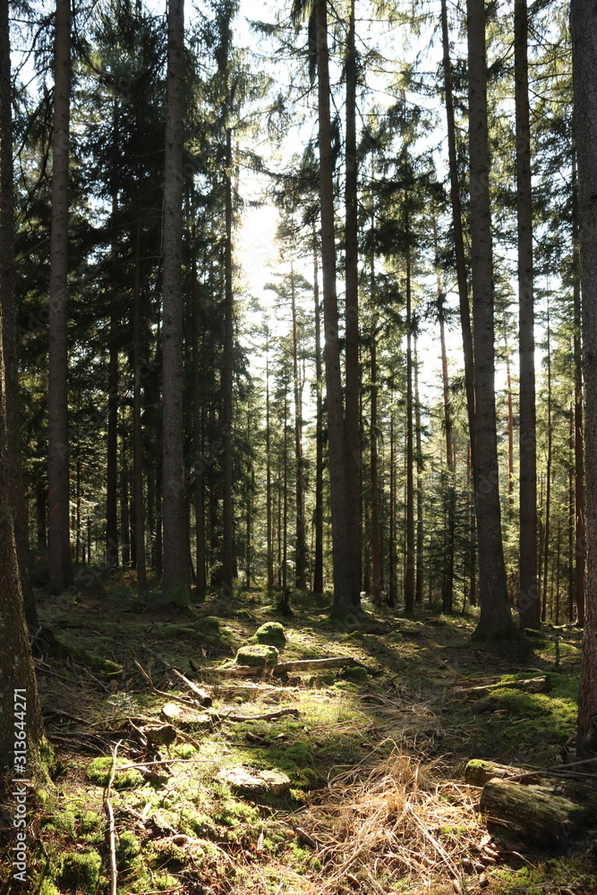 Lichtung Schwarzwald Lichtung Schwarzwald