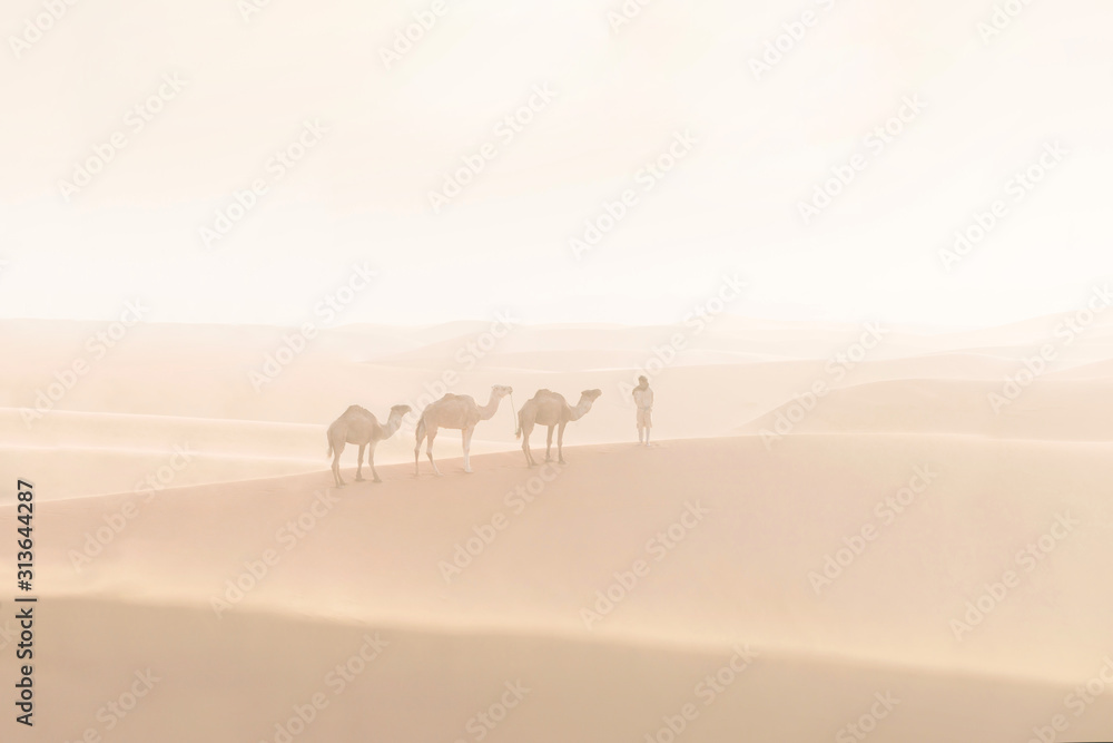 Bedouin and camels on way through sandy desert. Nomad leads a camel caravan in the Sahara during a sand storm, Morocco, Africa 