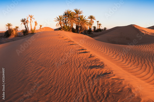 Colorful sunset in the desert above the oasis with palm trees and sand dunes. Sahara desert  Morcco  Africa