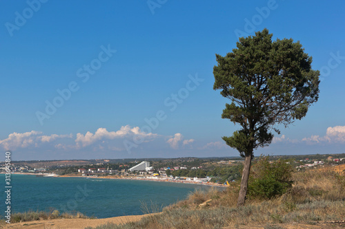 Cypress on the steep bank of Cape Tolstoy on the Crimean peninsula