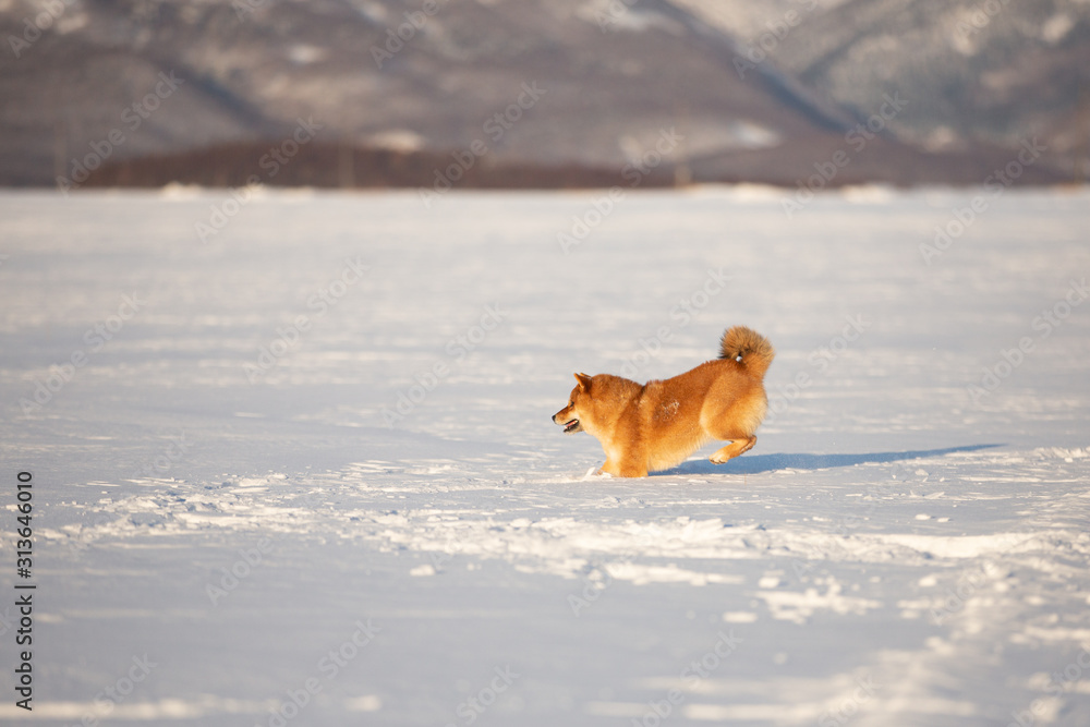 Portrait of cute and funny shiba inu puppy running on the snow in the winter field. Lovely japanese red shiba inu dog Portrait of cute and funny shiba inu puppy running on the snow in the winter field. Lovely japanese red shiba inu dog