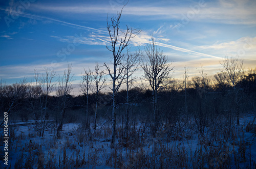 Winter day in the wetland