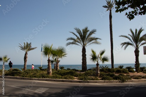 palm trees on the beach-benidorm © Kristiyan