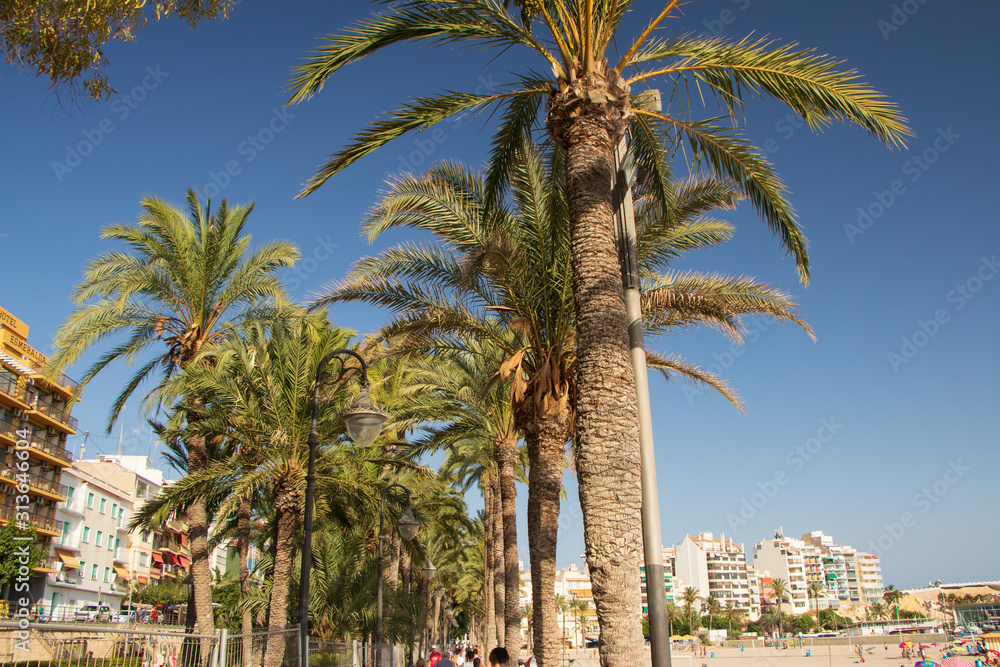 palm trees on the beach-benidorm