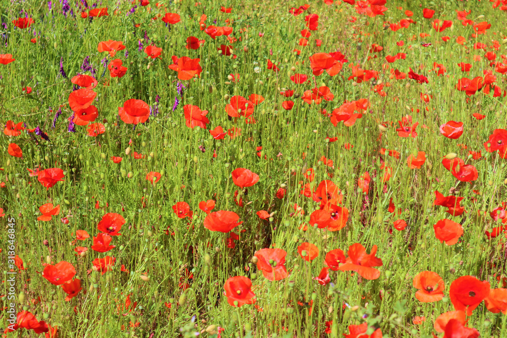 Red poppies in a poppy meadow