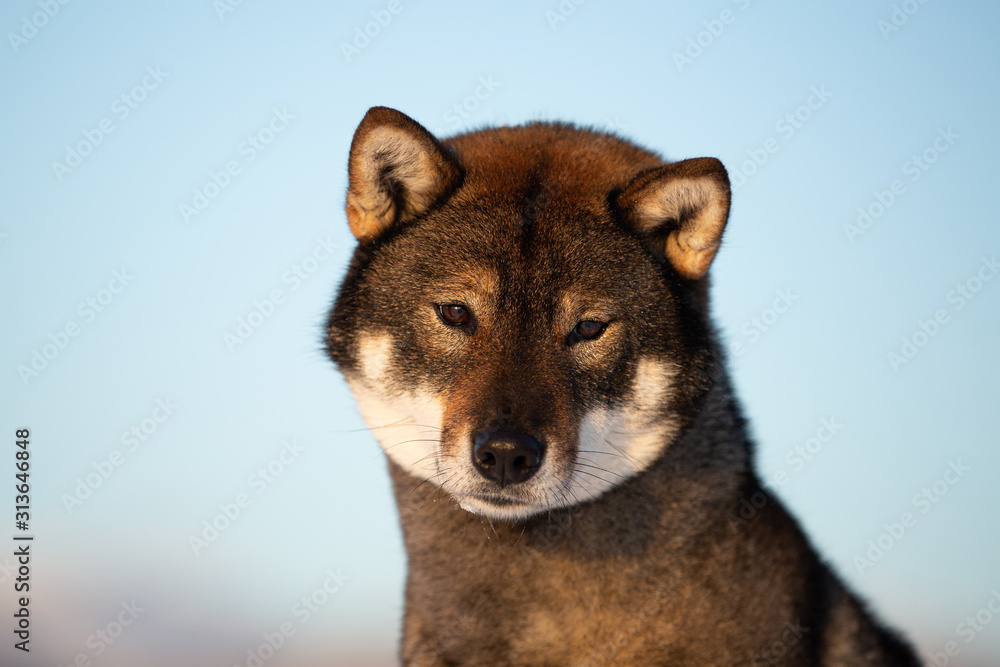 Obraz premium Cute and beautiful japanese dog breed shikoku sitting outside in winter
