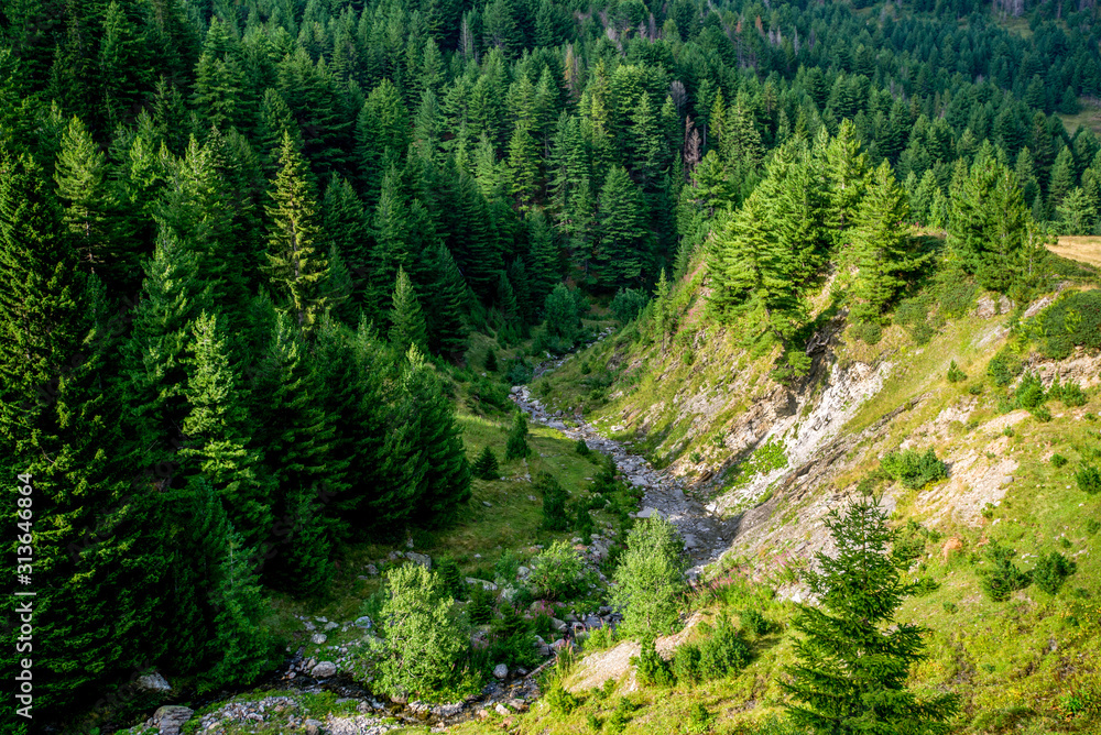 alpine stream and spruce evergreen trees landscape