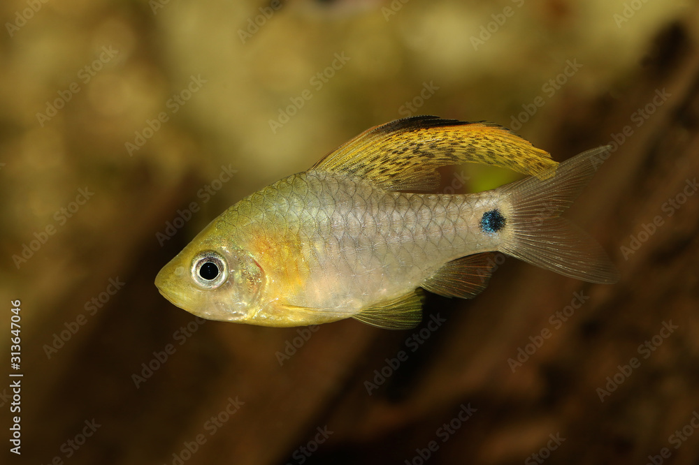 Drape finned barb Aquarium Fish Oreichthys crenuchoides neon highfin barb Drape finned barb Aquarium Fish Oreichthys crenuchoides neon highfin barb