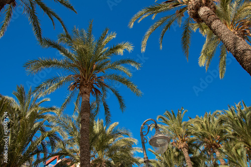 palm tree-benidorm