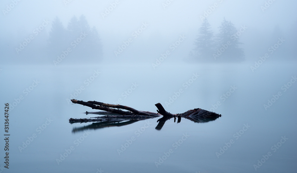 Obraz premium Treibholz