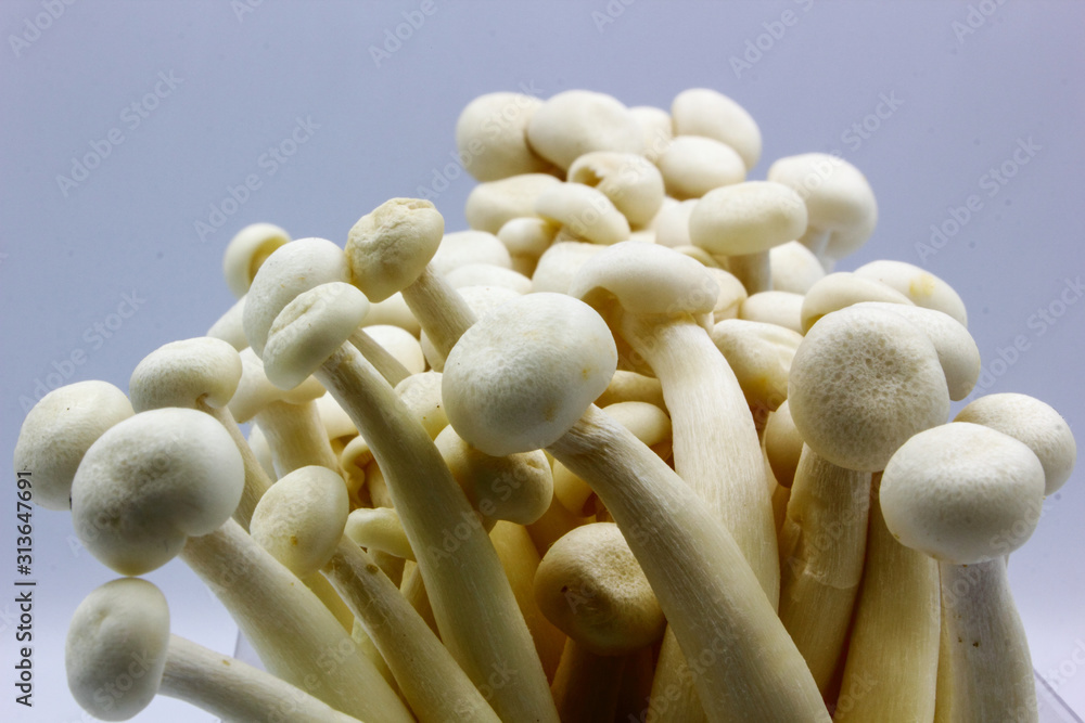 mushrooms on a white background mushrooms on a white background