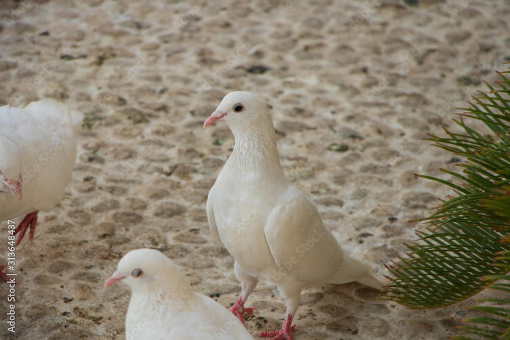 Obraz premium white pigeon on a background