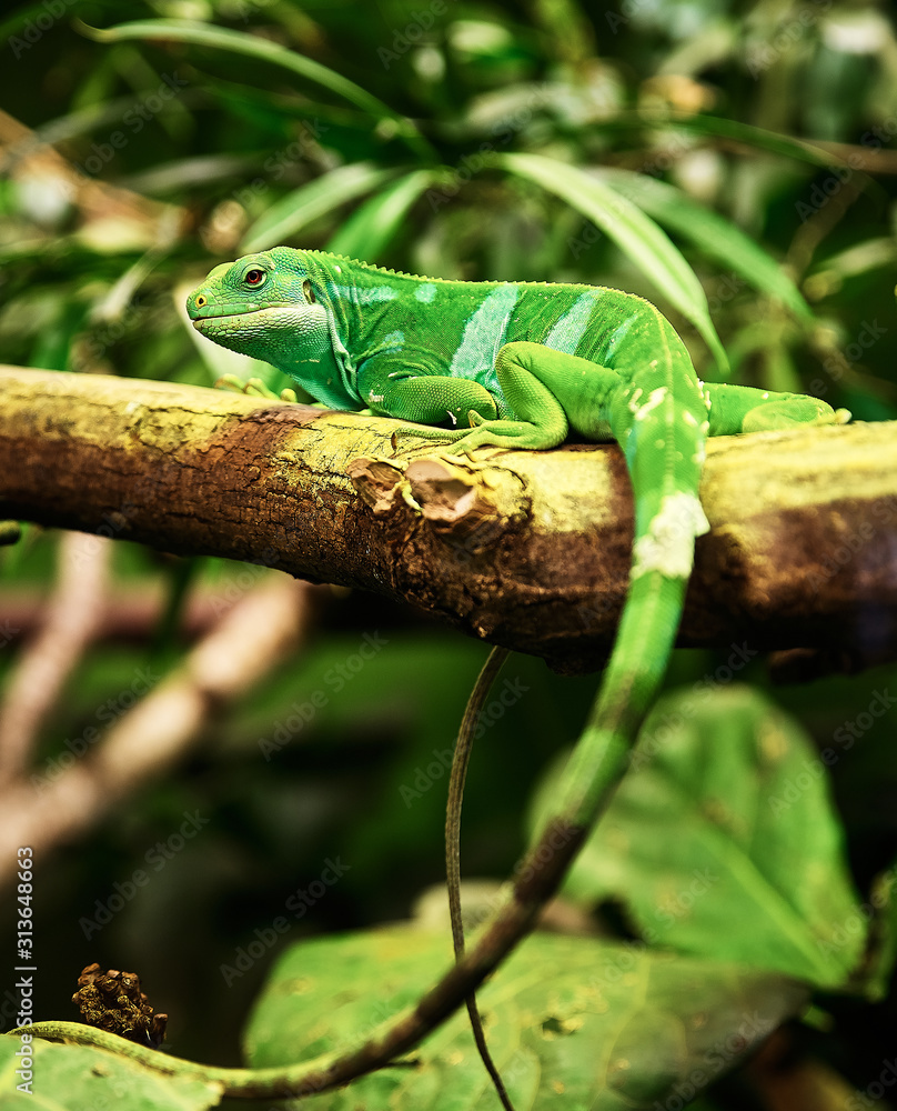 Fototapeta premium Leguan