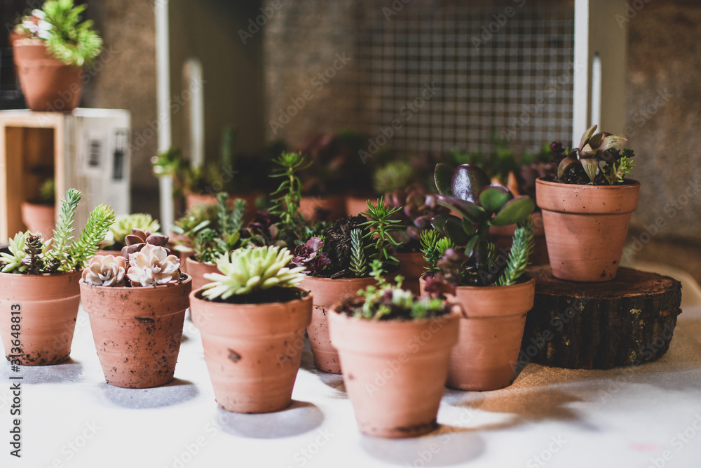 succulents in mini pots succulents in mini pots