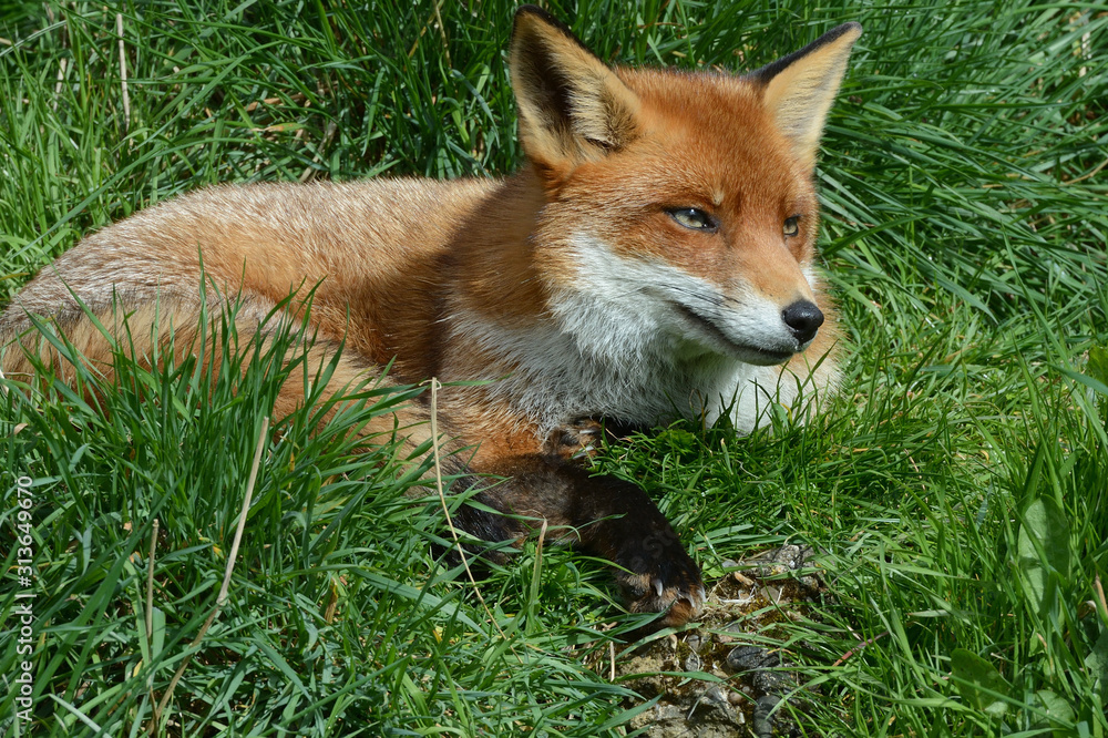 Vixen Vixen