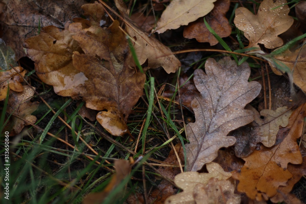 Autumn oak leaves on grass